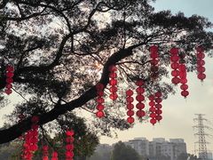-荔湾湖公园