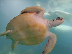 -广东惠东海龟国家级自然保护区