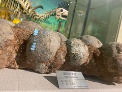 -甘肃地质博物馆