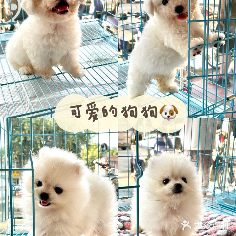 上海宠物店推荐|找到了买猫狗的好地方！