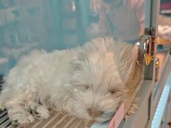 -FAELING PETS美天灵宠物(合生汇店)