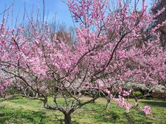 -上海海湾国家森林公园