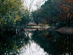 -上海共青森林公园