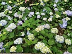 -春花秋色城市公园