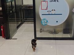 -安安宠医·健平宠物医院犬猫内科·骨科诊疗中心