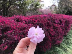 -高东镇樱花园