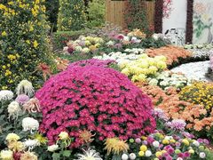 -上海共青森林公园