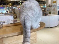 -藏猫猫咖啡主题馆(中央大道店)