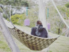 -威勒比开放式动物园