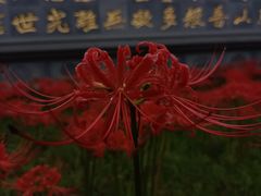 -西安大兴善寺