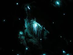 -怀托摩萤火虫洞