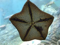 -北戴河圣蓝海洋公园