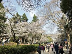 -武汉大学-樱园