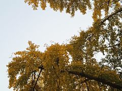 -三里屯东五街银杏大道