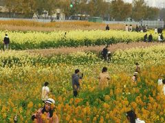 -三圣花乡旅游区