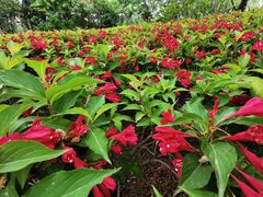 -大兴滨河森林公园