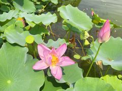 -莲花池公园