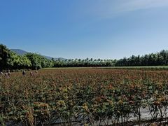 -亚龙湾国际玫瑰谷