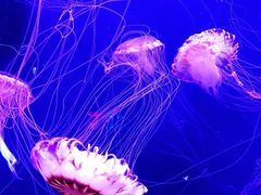 -成都浩海立方海洋公园