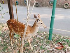 -西双版纳原始森林公园