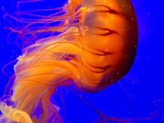 -上海海洋水族馆