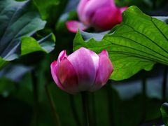 -陈家山荷花公园