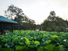 -桂湖森林公园