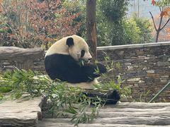 -卧龙自然保护区