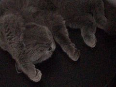 -北京恒爱动物医院(清景园分院)