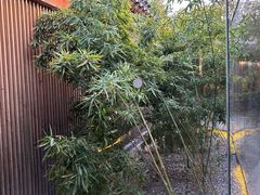 -曲廊院(东四十一条店)