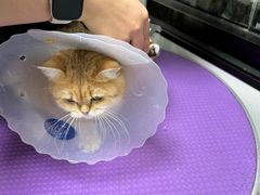 -中农国际动物医院24小时·猫科·骨科·急重症中心