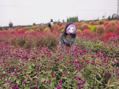 -花开海上生态园