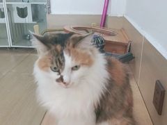 -是阿柴呀！柴犬咖啡·爱喵喵猫咖
