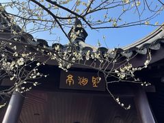 -香雪海