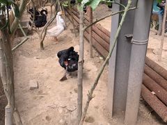 -呀路古热带植物园