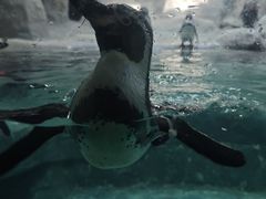 -合肥野生动物园