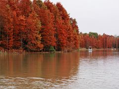 -上海海湾国家森林公园