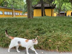 -西园戒幢律寺
