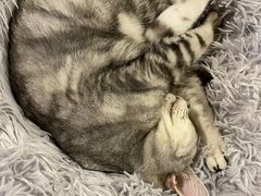 -猫小院猫主题咖啡厅(北锣店)