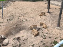 -西霞口神雕山野生动物世界