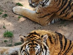 -西霞口神雕山野生动物世界