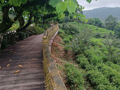 -雁南飞茶田景区