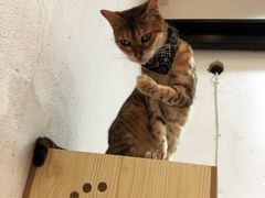 -猫色咖啡·猫咖