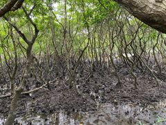 -东寨港红树林旅游区