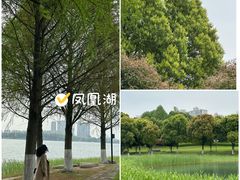 -桐乡凤凰湖