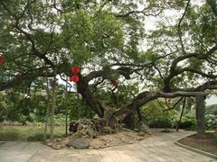 -小洲村