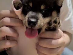 -逗柴咖啡屋·狗咖猫咖宠物桌游