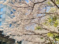 -上岛咖啡(四平路店)