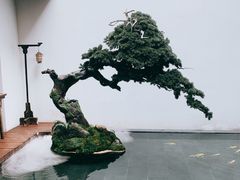 -觀芷隐轩