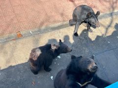 -西霞口神雕山野生动物世界